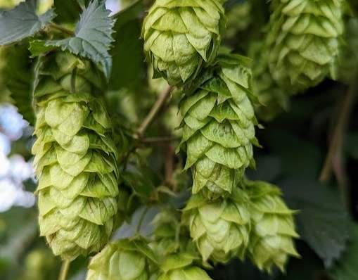 hops cones growing plants