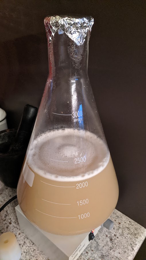 Yeast starter in a flask